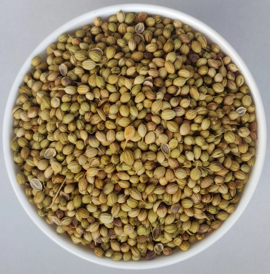 Coriander Seeds - Single Parrot