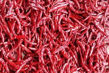 Red Chilli - S 273 Wrinkle W/O Stem